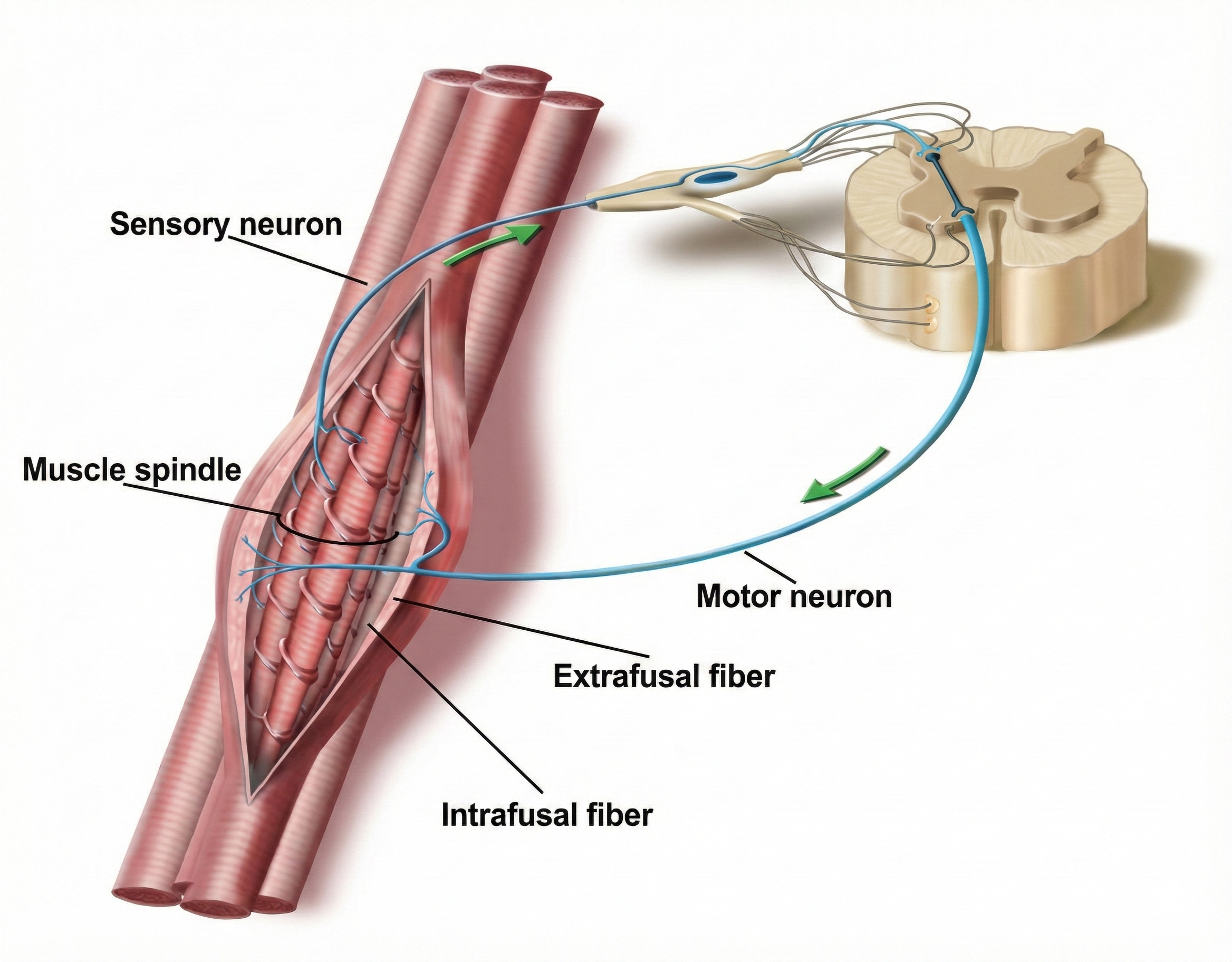 Muscle spindle diagram